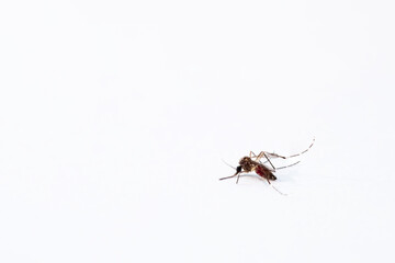 mosquito with red blood in stomach on white background. Tropical insect animal, danger bacteria + virus carrier cause dangerous illness/ disease - zika, flavi, malaria, flavivirus, dengue, gnat fever.