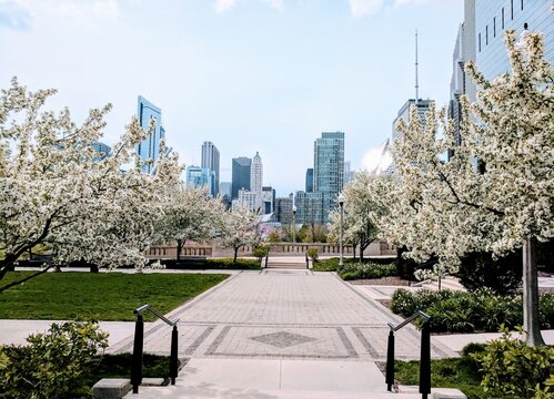 Chicago Flowers and skyline during spring