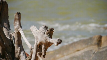 Obraz premium Dead tree limbs on the beach Dead tree stumps on the beachside add attraction especially for photographers