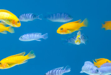 Malawi cichlids,Tropical fish in aquarium