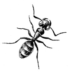 Black ant