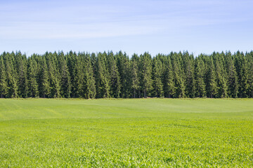 Obraz premium Landscape with pine forests
