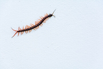 small Centipede on the wall cement white