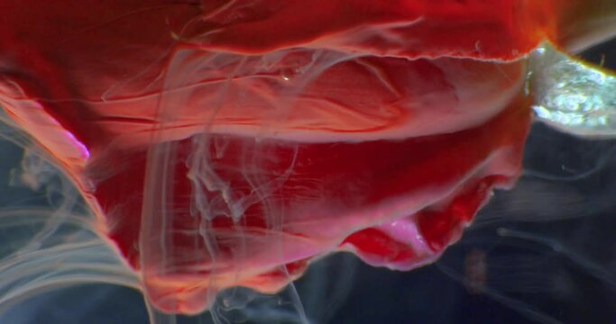 Beautiful red rose in water, gives aroma, in red paint pouring. 4K. Macro. Close up.
