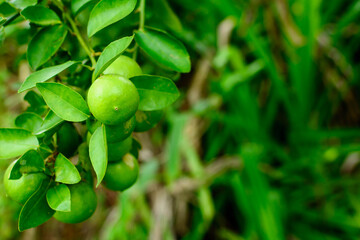 Obraz premium Lime trees nature blur focus bokeh