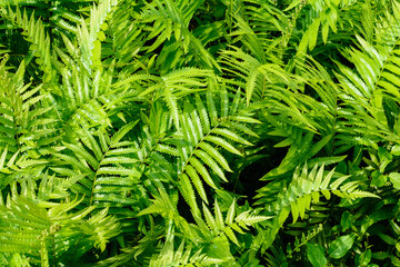 fern leaf pattern nature