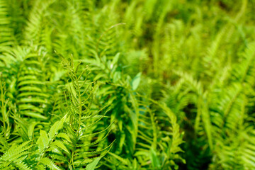 fern leaf pattern nature