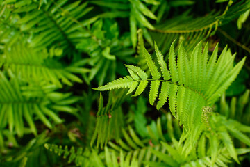 fern leaf pattern nature