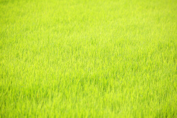 landscape of paddy field