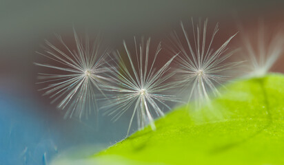 Abstract background blur of green and dark blue with a seeds of a dandelion in the foreground, selective focus, shot macro