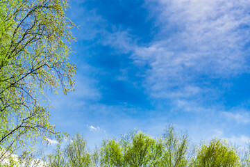 Obraz premium Abstract background of blue sky with clouds and blooming birch tree with catkins and the first young leaves in the spring