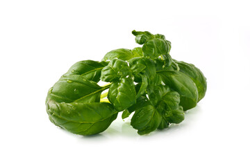 Green basil with water drops on leaves for isolated on white background