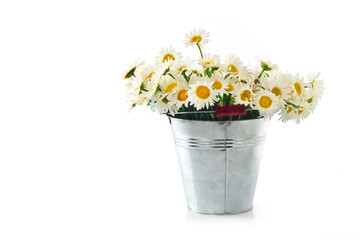 Chamomile in a bucket on a white background