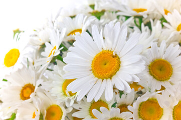 Chamomile in bouquet