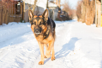 Dog german shepherd in a village in a winter