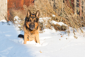 Dog german shepherd in a village in a winter