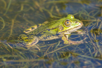 Green Frog Sitting Between Water Plants