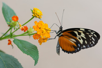 Heliconian Butterfly on a Yellow Flower