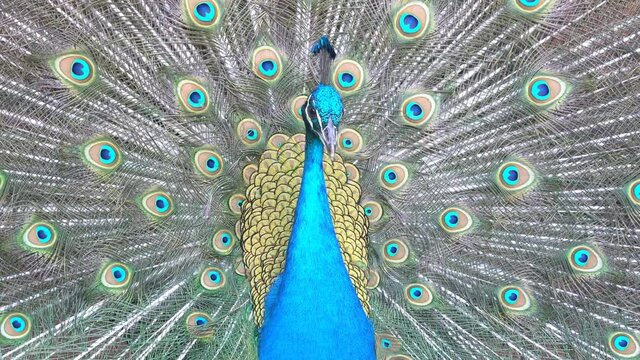 4K video of peacock showing its fan towards female peacock and dancing at Los Angeles