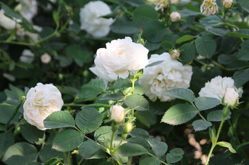 Roses in the summer garden