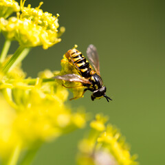 Wasp on yellow flower in nature