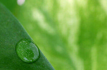 Fototapeta premium Crystal clear dewdrop on the green Leaf in soft sunlight, with selective focus and free space for text and design 