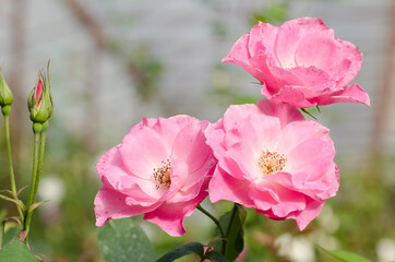 Pink roses flower blossom in a garden