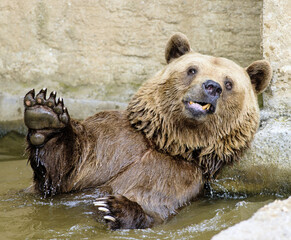 The brown bear