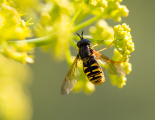 Wasp on yellow flower in nature