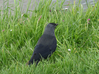 Black Western Jackdaw Bird Relaxing on the Green Grass by the River 