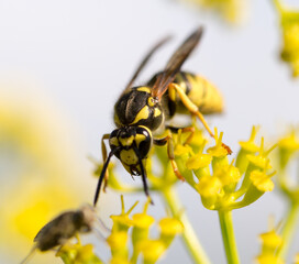 Wasp on yellow flower in nature