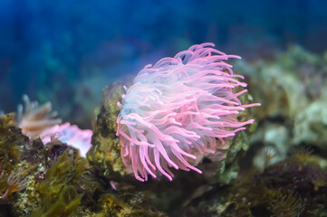 Beautiful pink sea coral plant