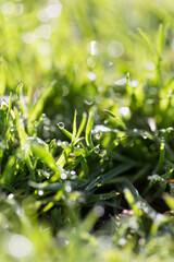 Fototapeta premium Green grass in the dew on the nature