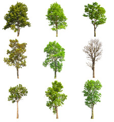 Fototapeta premium isolated tree, collections tree isolated on white background