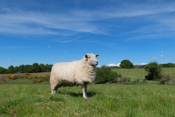 White sheep in landscape