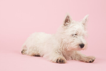 West Highland White Terrier puppy