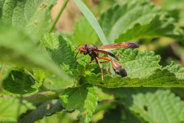 Macro photo of wasp on green leaf