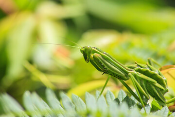 Macro photo of Praying Mantis on flower