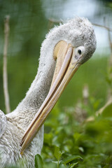 portrait of pelican