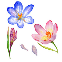 Fototapeta na wymiar Wildflower crocuses flower in a watercolor style isolated.