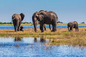 Naklejka premium Africa. Herd of elephants