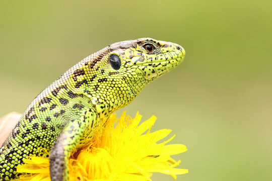beautiful male sand lizard closeup
