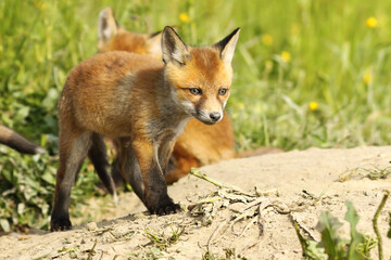 cute red fox puppy near the burrow