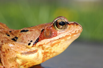 common frog profile view