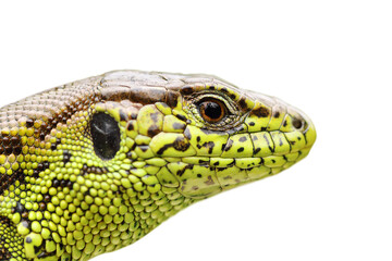 isolated portrait of sand lizard