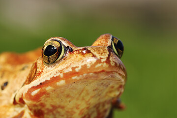 macro portrait of european common frog