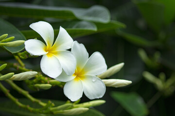 Fototapeta na wymiar Branch of tropical flowers frangipani (plumeria) of thailand