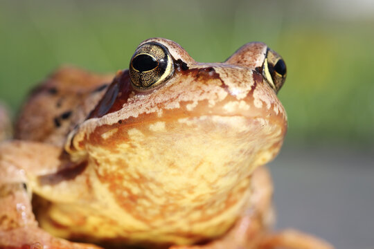 macro portrait of common frog