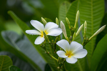 Branch of tropical flowers frangipani (plumeria) of thailand