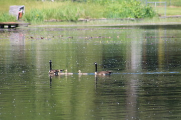 Two adult geese swimming in a small lake with goslings